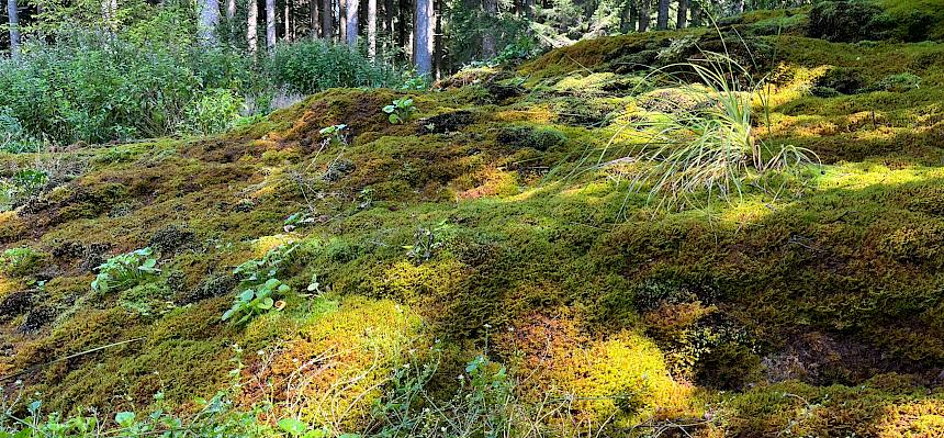 Bayrisches Löffelkraut im typischen Lebensraum