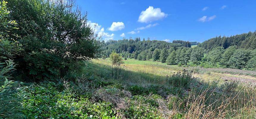 Bayrisches Löffelkraut am Rand einer Feuchtwiese