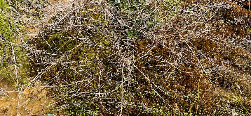 Sämlinge von Cochlearia bavarica