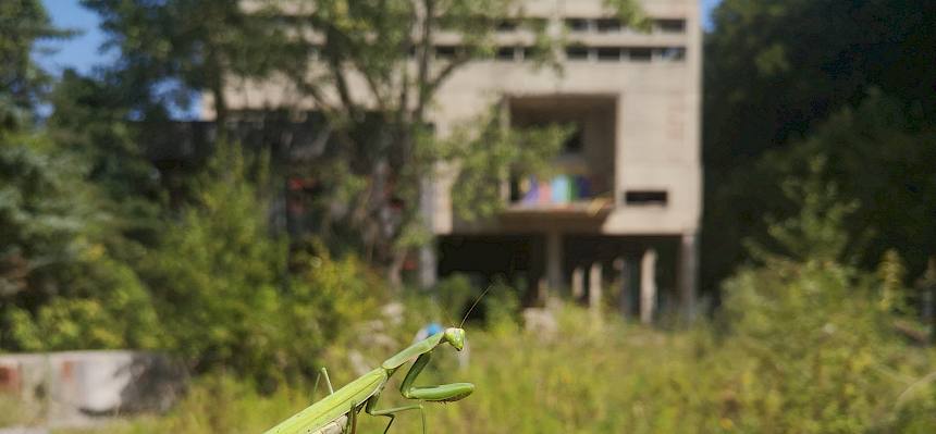 Gottesanbeterin (Mantis religiosa)