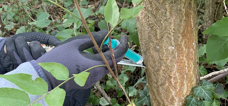 Um die Ausbreitung des invasiven Götterbaums (Ailanthus altissima) zu verhindern, wird das Präparat Ailantex geimpft. © LPV/R. Surminski Baum wird geipmft