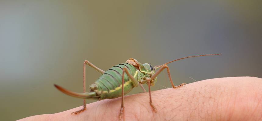 Steppen-Sattelschrecke (Ephippiger ephipigger)