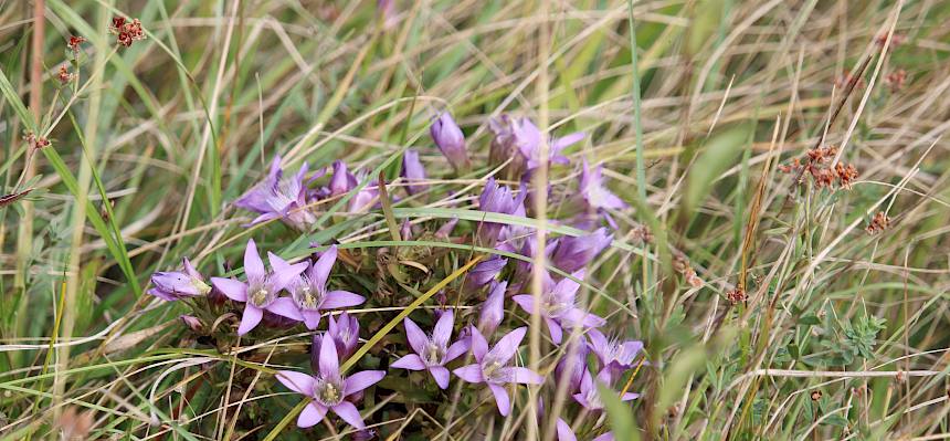 Österreichische Kranz-Enzian (Genianella austriaca)