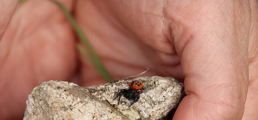 Rote Röhrenspinne