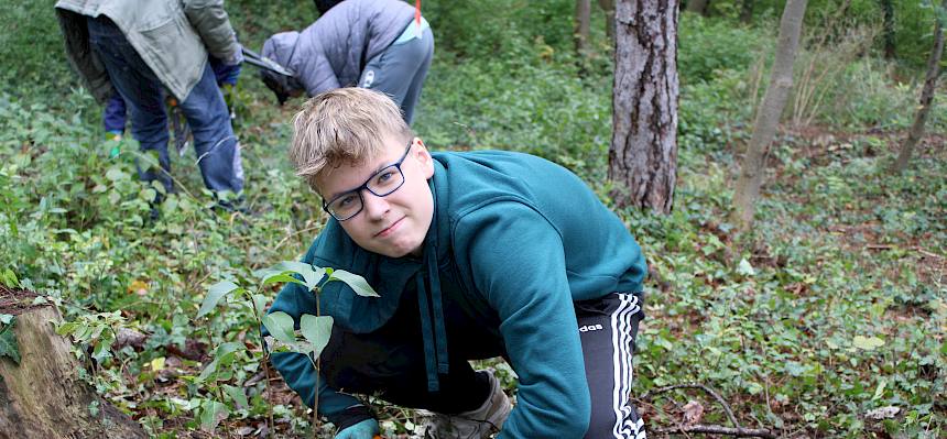 Schüler schneidet Fliedertriebe