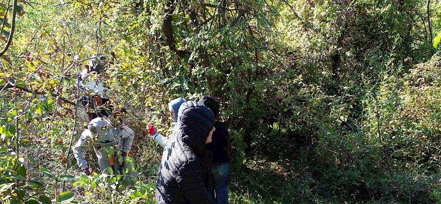 Schüler:innen pflegen Hangtrockenrasen in Leobersdorf