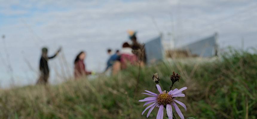 Berg-Aster