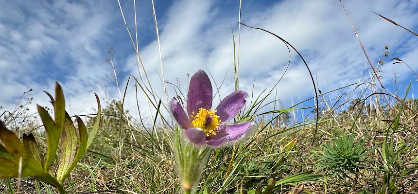 Große Kuhschelle (Pulsatilla grandis)