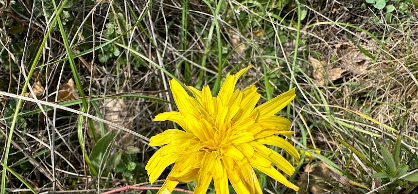 Österreichische Schwarzwurzel (Takhtajaniantha austriaca)