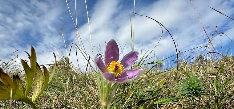 Große Kuhschelle (Pulsatilla grandis) blüht heute am Blosenberg © LPV/E. Weisz-Emesz Große Kuhschelle (Pulsatilla grandis)
