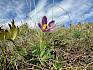 Große Kuhschelle (Pulsatilla grandis) blüht heute am Blosenberg © LPV/E. Weisz-Emesz Große Kuhschelle (Pulsatilla grandis)