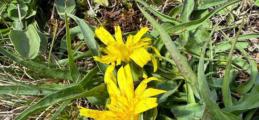 Österreichische Schwarzwurzel (Takhtajaniantha austriaca)