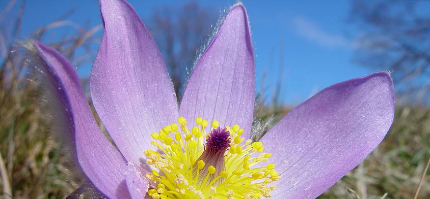 Pulsatilla grandis