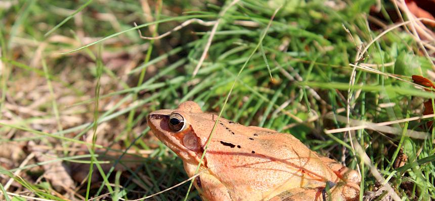 Springfrosch