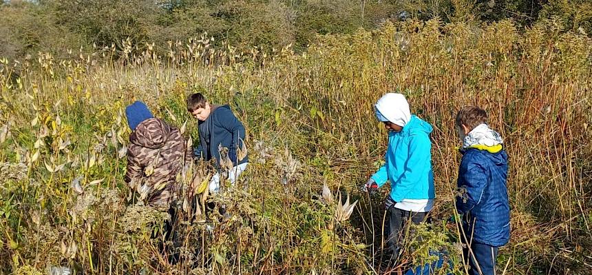 Schüler:innen entfernen invasive Pflanzen