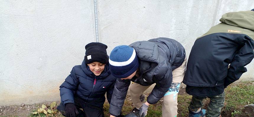 Schüler beim Einpflanzen der Heckenstäucher