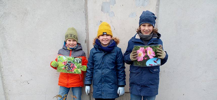 Schülerinnen pflanzen Wolligen Schneeball und Weinrose