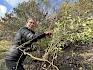 Umweltgemeinderätin Maria von Balthazar tatkräftig im Einsatz für die Natur in Gumpoldskirchen. © LPV/E. Weisz-Emesz Frau mit Sträuchern
