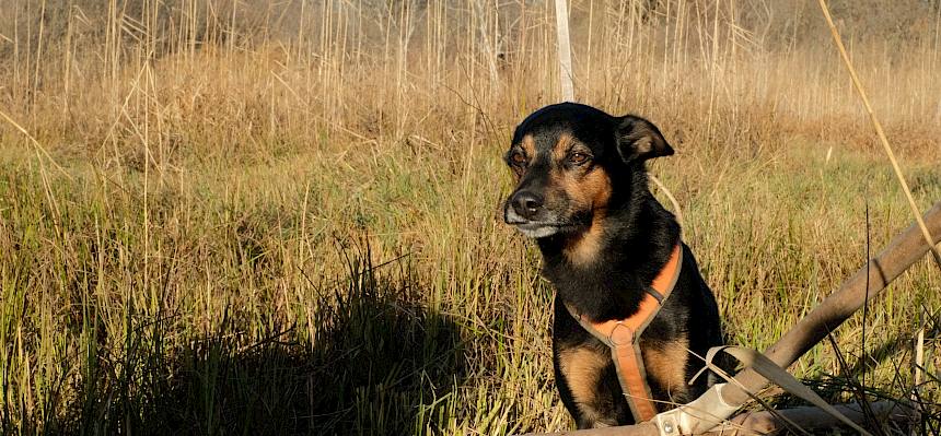 Hund