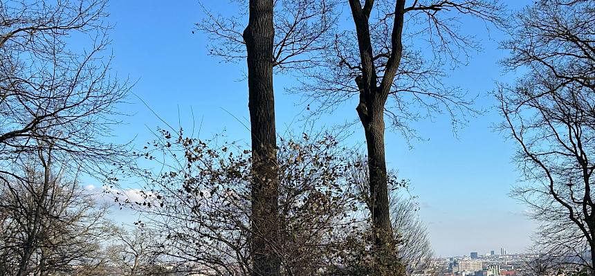 Wald mit Stadt im Hintergrund