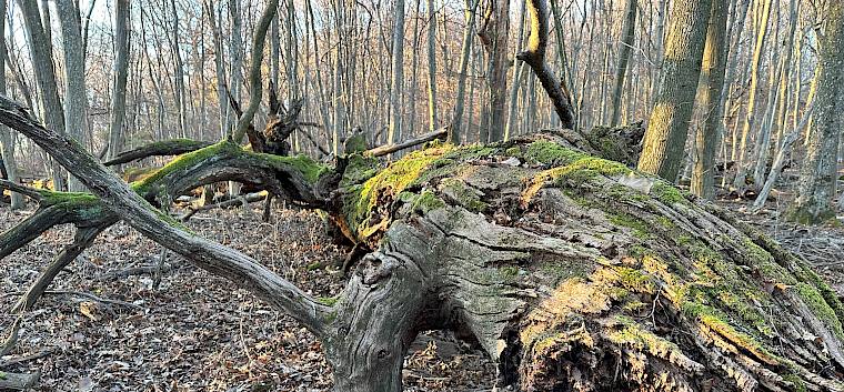 Totholz, hier von einer uralten Eiche am Johannser Kogel, ist ein wichtiger Lebensraum für verschiedene Tierarten. © LPV/E. Weisz-Emesz umgefallene Eiche