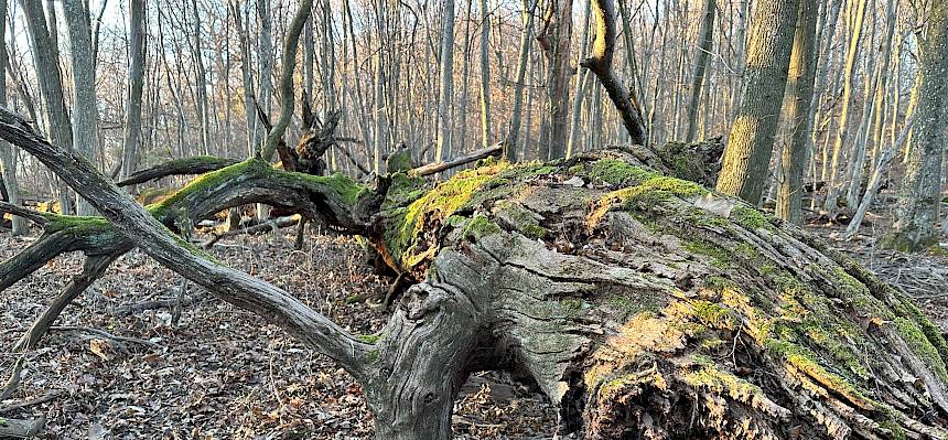 umgefallene Eiche