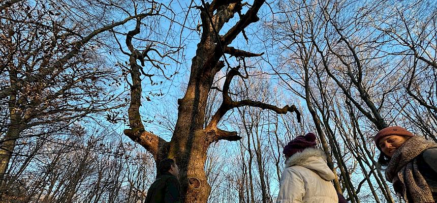 Menschen bei großem Baum