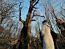 Die imposante, rund 500 Jahre alte "Kaisereiche" am Johannser Kogel hat ihren Namen vom Besuch des japanischen Kaisers im Jahre 2002. © LPV/E. Weisz-Emesz Menschen bei großem Baum
