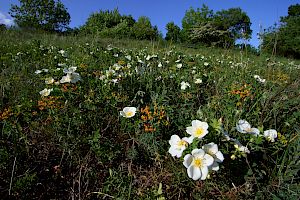 Stacheligste Rose (Rosa spinosissima)