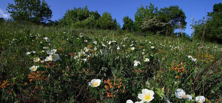 Stacheligste Rose (Rosa spinosissima)