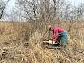 Mit der Motorsäge wurde Gehölze geschnitten, um mehr Lebensraum und optimale Bedingungen für die Ausbreitung des Moor-Wiesenvögelchen (Coenonympha oedippus) zu schaffen. © LPV/A. Mrkvicka Mensch arbeitet mit Motorsäge