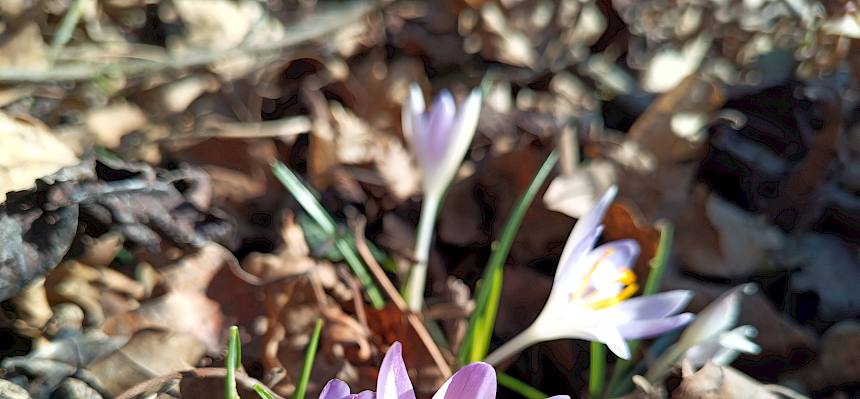 Elfen-Krokus (Crocus tommasinianus)