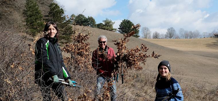Kleine Zerreichen (Quercus cerris) wurden auf den Trockenrasen entfernt. Menschen mit Astscheren
