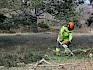 Wolfgang Denk, Mitarbeiter der Gemeinde schnitt mit der Motorsäge bodennahe Äste der Schwarzföhren, um die Abschattung der Trockenrasen zu minimieren und Pilzbefall an den Föhren vorzubeugen. © LPV/J. FFischer Mann mit Motorsäge