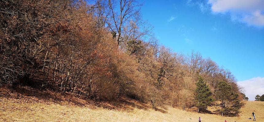 Waldrand und Trockenrasen