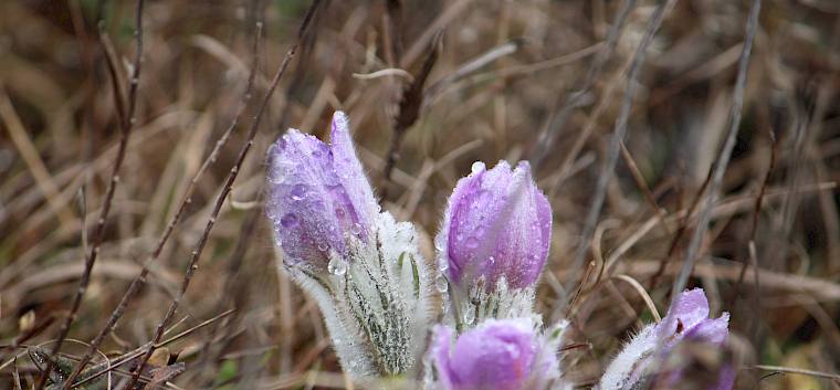 Der Lebensraum der streng geschützten Großen Kuhschelle (Pulsatilla grandis) profitiert von den Pflegemaßnahmen und mosaikartiger Beweidung. © LPV/L. Strobl Große Kuhschelle