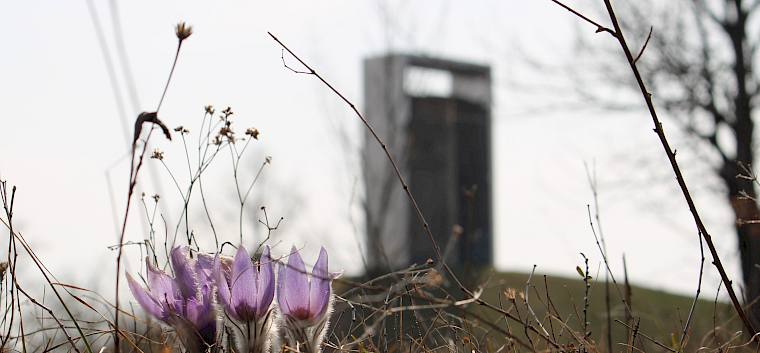 Die seltenen und streng geschützten Großen Kuhschellen (Pulsatilla grandis) profitieren von den jährlichen Pflegemaßnahmen mit Entbuschung und Beweidung und blühen gerade wunderschön am Symposion Lindabrunn. © LPV/L. Strobl Große Kuhschelle
