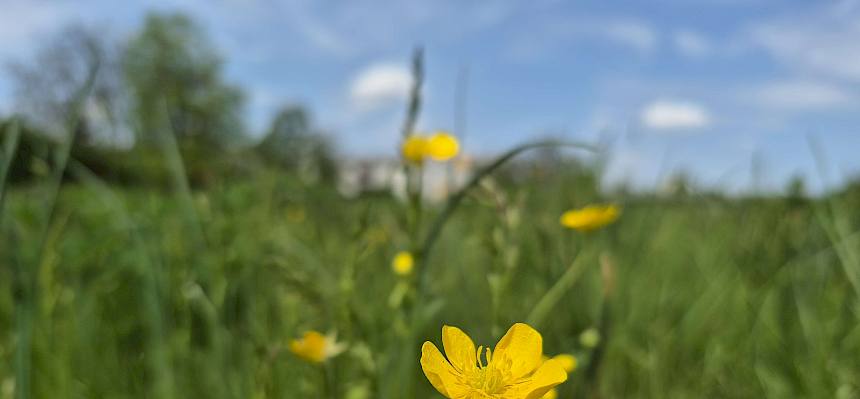 Blumenwiese