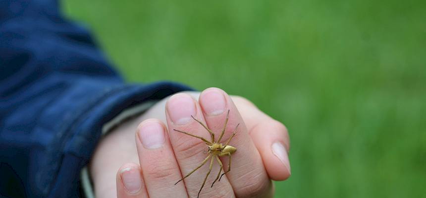 Spinne auf einer Hand