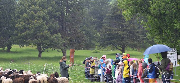Durch ihre Wolle sind Schafe gut vor Nässe geschützt. Auch die Schüler:innen waren gut heute gut ausgerüstet. © LPV/F. Litzelmann Menschen und Schafe
