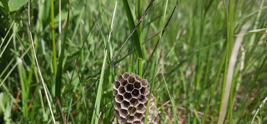 Wespennest im Gras