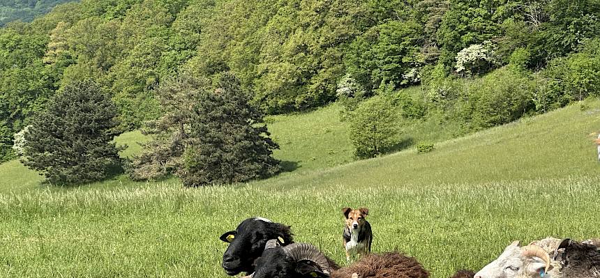 Hütehund mit Schafe