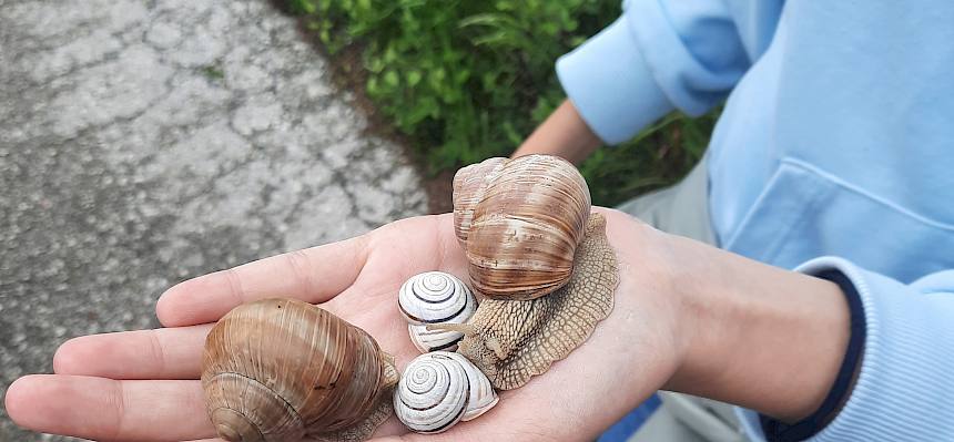 Schnecken auf Hand