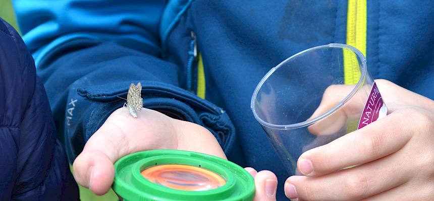 Becherlupe und SChmetterling