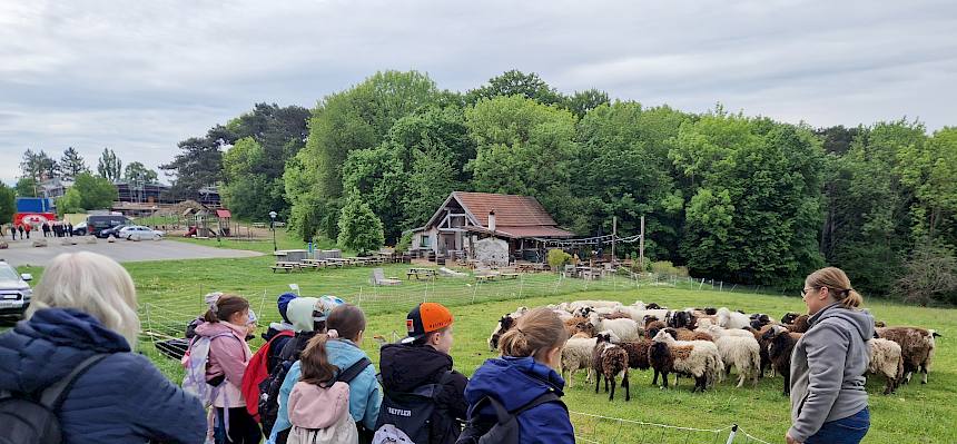 Menschen und Schafe