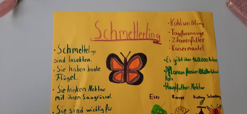 Plakat Schmetterlinge