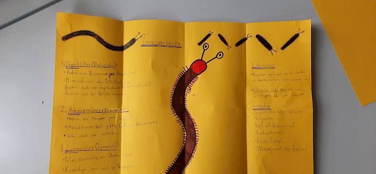 Beim heutigen Ausstellungsworkshop arbeiteten die Schüler:innen der NMS Hirtenberg mit ihren Entdeckungen bei der Trockenrasen-Exkursion weiter und machten ihre Erkenntnisse auch anderen Klassen zugänglich. © LPV/F. Litzelmann Plakat zu Tausendfüßern