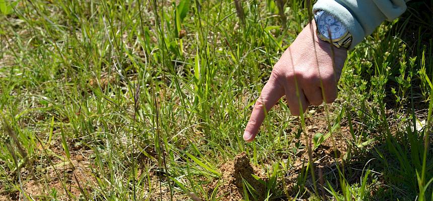 Wiese mit Wildbienennest