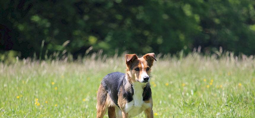 Hütehund