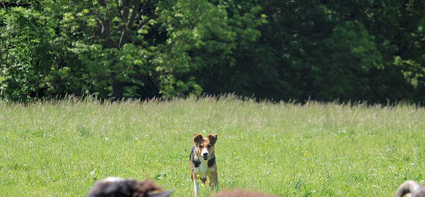 Hund mit Schafen